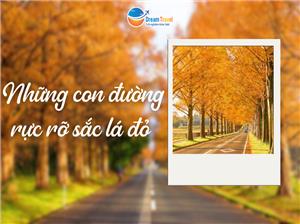 Thưởng Thức Mùa Thu Nhật Bản: Những Con Đường Rực Rỡ Lá Đỏ